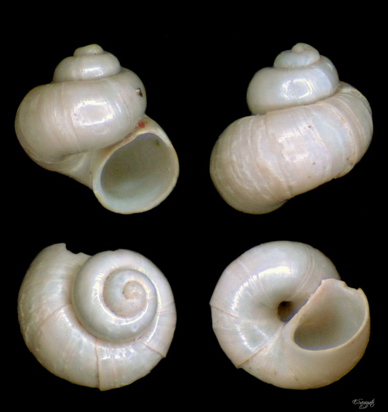 Akritogyra?
